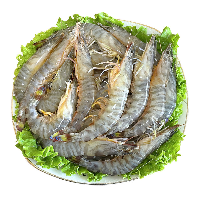 新鲜基围虾肉质紧实鲜活发货