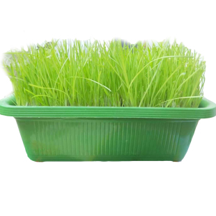 黄韭盆景蔬菜韭菜盆栽韭菜苗南宫黄韭菜特产农产品韭菜根苗