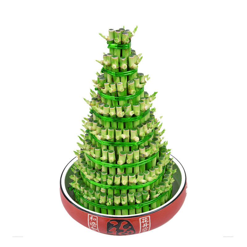 富贵竹塔节节高升水培植物盆栽绿植花卉办公客厅招财开运竹转运竹