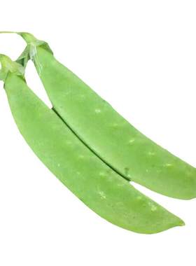 大荚荷兰豆种籽种子四季豆特级