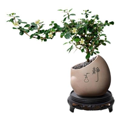 福建茶盆栽造型老桩中式书房禅意