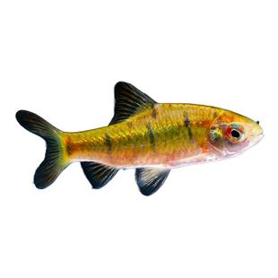 原生鱼冷水鱼条纹小鲃鱼活体淡水小溪鱼二须鲃群游观赏好养耐活