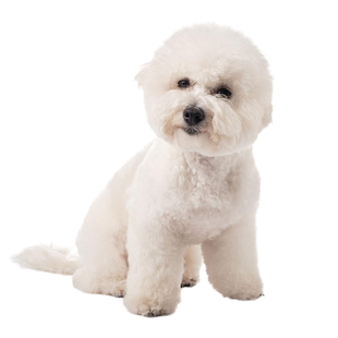 比熊犬鉴定品相品种鉴定比熊估价小体比熊鉴定狗品种鉴定狗狗品相