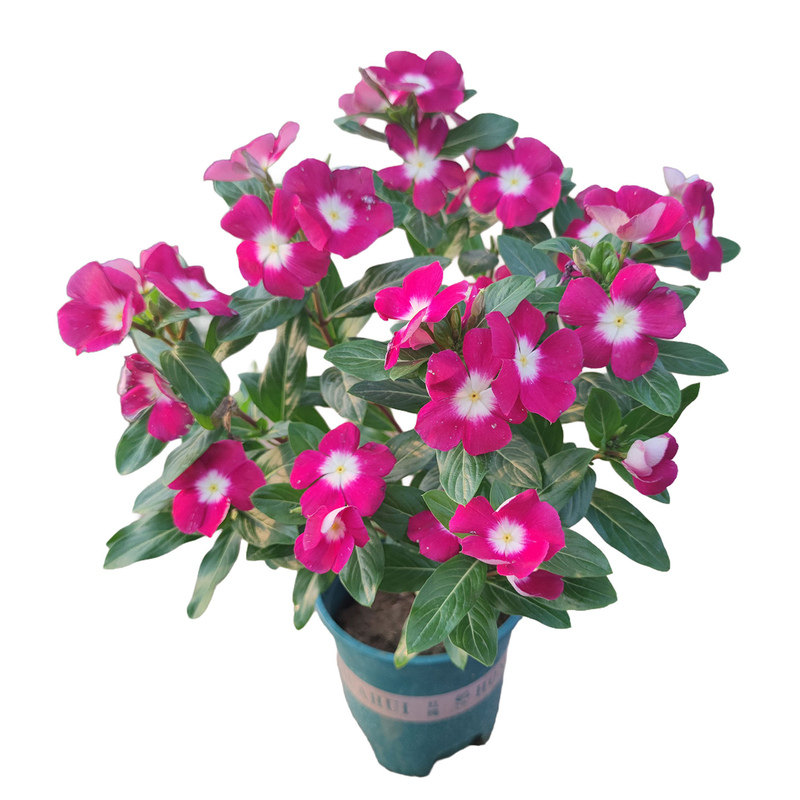 木本长春花天天开独杆