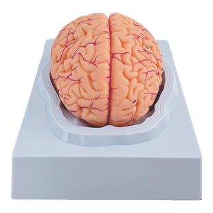 医学人体大脑解剖脑功能分区皮层躯体运动结构图教学模型拆卸颅脑