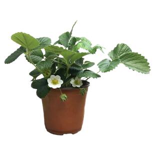 奶油草莓苗盆栽带盆土花果红颜四季结果可食用南方阳台种植新苗秧