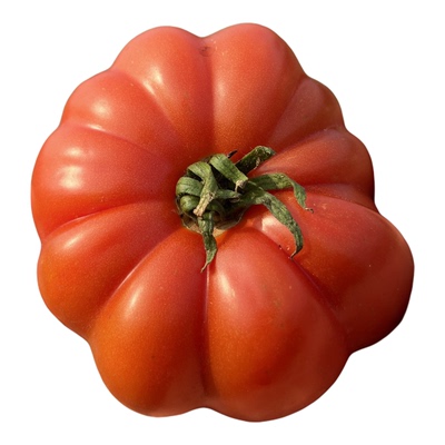 贵州老品种马蹄番茄自然熟西红柿