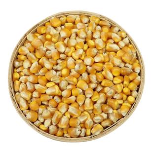 5斤装东北农家自产笨玉米小粒干玉米酿酒喂鸽子粮杂粮新鲜包邮