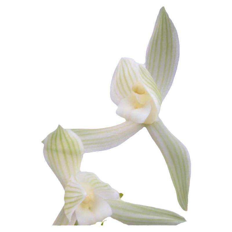 兰花苗小雪素莲瓣兰绿植带花苞