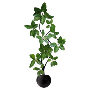 孟加拉榕树客厅绿植高级感高山榕室内大型植物黄金榕盆栽好养轻奢