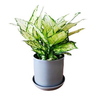 精品室内桌面盆栽白象白如意皇后除甲醛绿植花卉客厅好养活耐阴