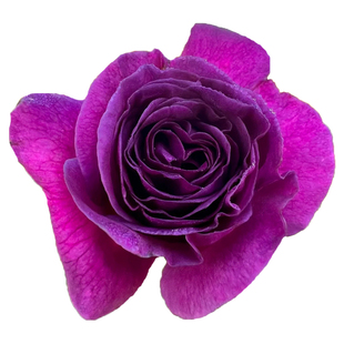 比利时藤本月季花苗特大花浓香四季庭院爬藤大苗蔷薇花庭院植物