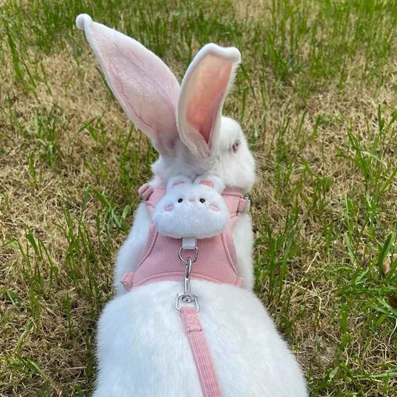 兔子牵引绳防挣脱外出遛兔绳子可调节小型犬兔链子猫咪狗狗用品