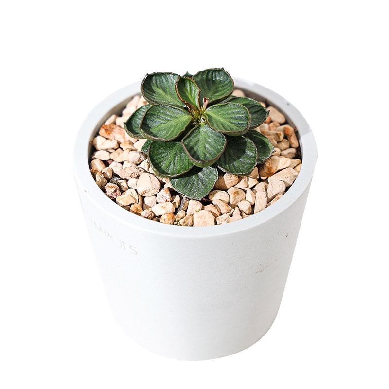 【朴原】彩叶麒麟大戟 Euphorbia francoisii 一物一拍每周五更新