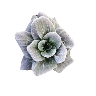 顺丰江苏霜打青菜新鲜蔬菜现摘现发上海青当季自种矮脚霜冻苏州青