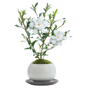 JOJO'S L. PD.Plaque.绿植小叶栀子花四季盆栽植物室内好 | 匾誓