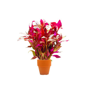 花盆定植水草鱼缸造景专用绿菊水培真草装饰水草植物沉底水质水兰