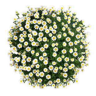 白晶菊花种子四季开花易活小雏菊盆栽室内外花卉植物庭院花种籽子