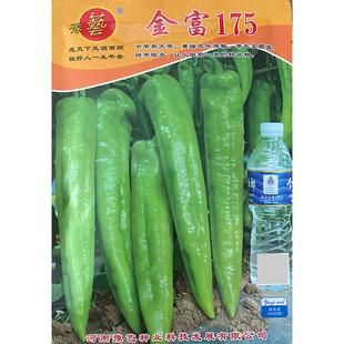 金富175大果牛角椒种子 河南豫艺黄绿皮中早熟高产顺直辣椒种子