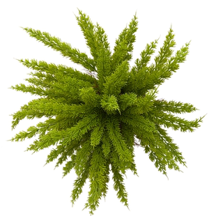 仿真狐尾天门冬花箱盆栽仿真蕨类植物商场造景绿植墙装饰插花小草