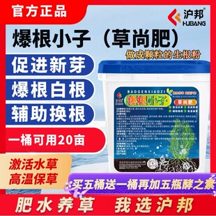 沪邦爆根小子草尚肥水草爆根白根生新根高温保草做成颗粒的生根粉