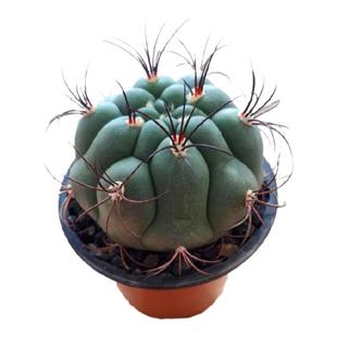 新天地仙人球巨型超大颗多肉植物实生肉肉花卉室内盆栽花绿植桌面
