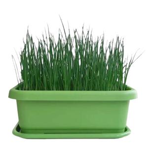 小香葱籽种子四季易种小葱种子阳台室内盆栽葱种子家庭菜种子