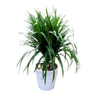 龙须树 多头龙血树 龙铁树室内客厅盆栽花卉植物办公室盆景