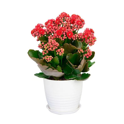 四季开花重瓣大花长寿花盆栽