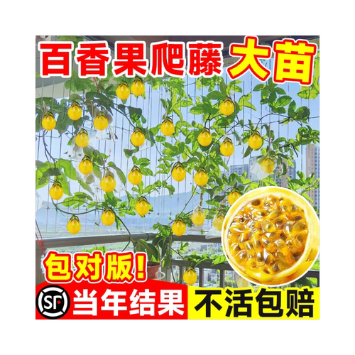 广西钦蜜9号百香果苗四季不断结果黄色水果盆栽树苗果树纯甜种植