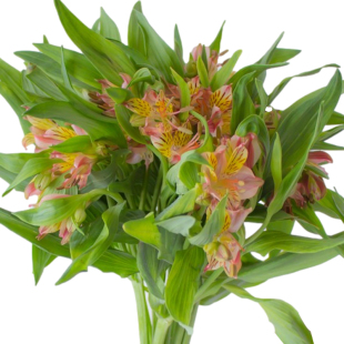 花然严品水仙百合鲜花云南直发鲜切花六出花黄色家用插花超长花期