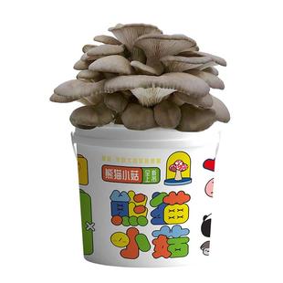 蘑菇盆栽种植桶装趣味阳台儿童DIY平菇养殖食用菌包盒子棒家庭