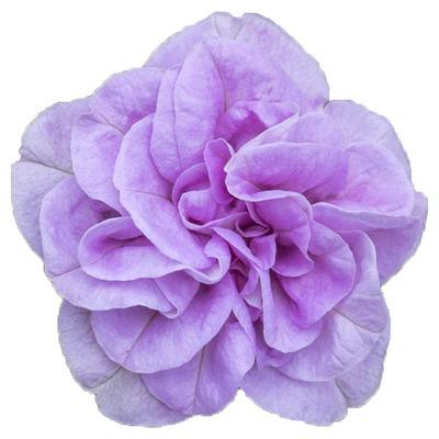 虹越园艺家矮牵牛花苗盆栽垂吊