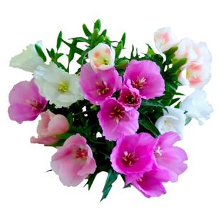 古代稀花籽一年四季都开花适合冬天种的花籽室外阳台庭院盆栽种子