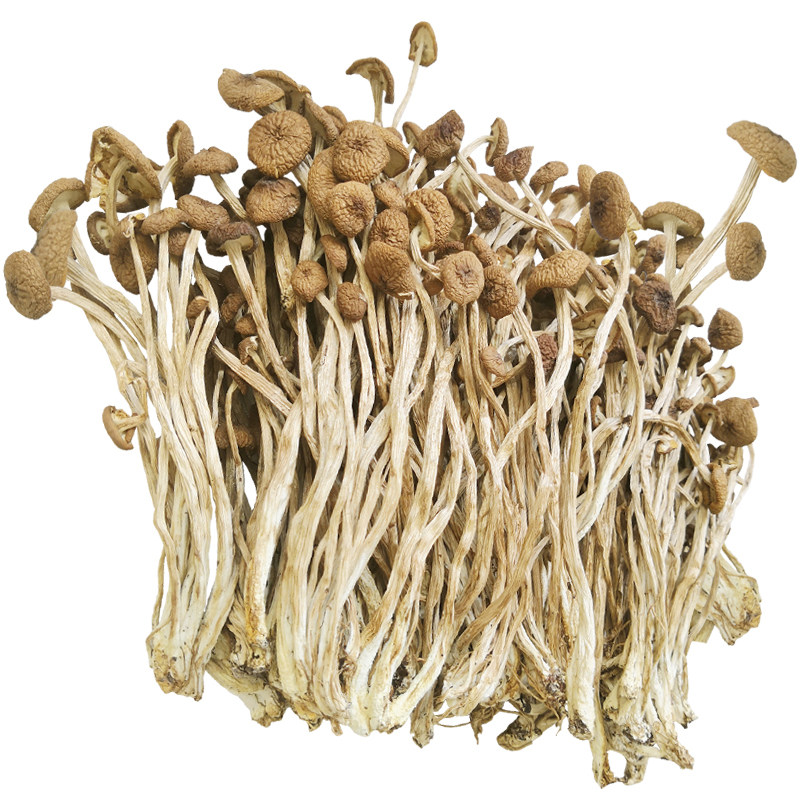 古田未开伞茶树菇干货鲜嫩不柴