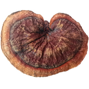 深山老林赤灵芝菌干货精选云南大理土特产蘑菇赤芝味道苦效果好