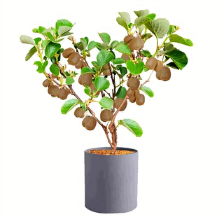 猕猴桃树苗爬藤奇异果新西兰佳沛金果黄心猕猴桃树四季种植结果苗