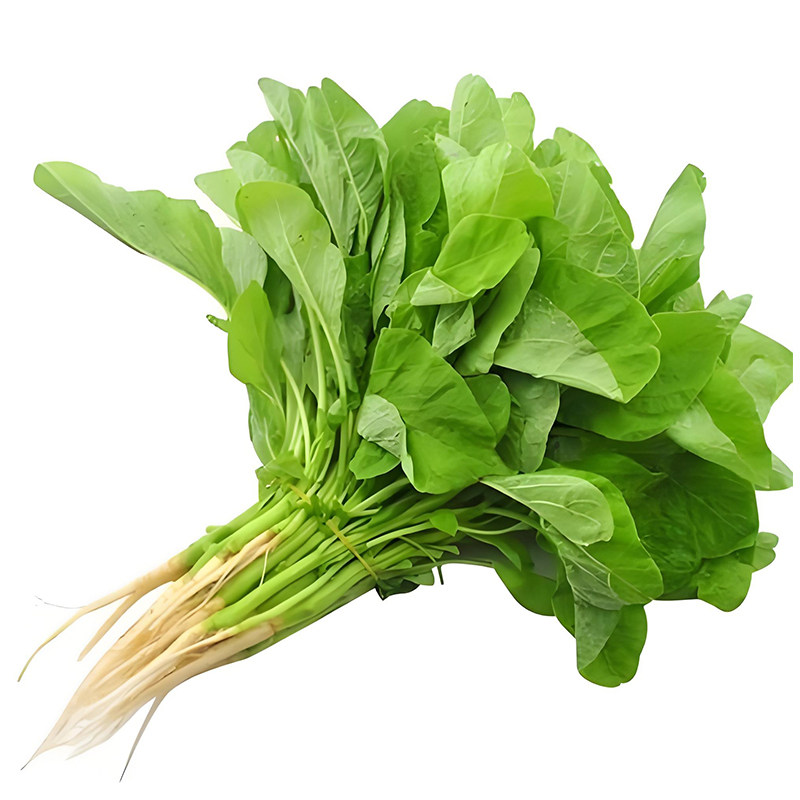 绿苋菜种子白圆叶菜种籽