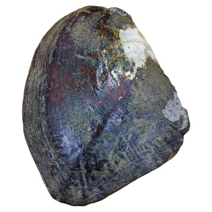 真的淡水炫彩色异形大巴洛克珍珠蚌活的蚌自己开活体蚌壳diy包邮