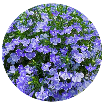 六倍利花种籽四季开花庭院阳