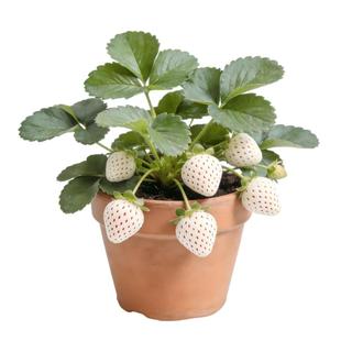 白草莓苗盆栽冬季果树果苗虹越天使ae8号大苗雪姬梦之莹建德白露