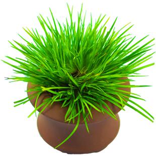 菖蒲矮种黄金姬盆景盆栽室内花盆兰花金钱桌上植物大众国兰场