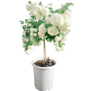 中华木绣球斗球庭院植物别墅花园耐寒风景树扦插小苗五彩锦带树苗