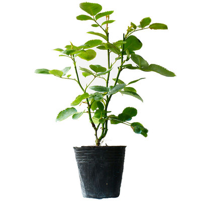 推荐月季花亚伯拉罕品种