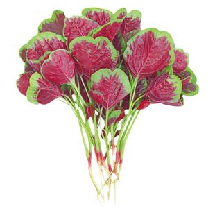 老品种大圆叶红苋菜种子白籽种四季孑柳叶春夏季种籽菜籽菜种大全