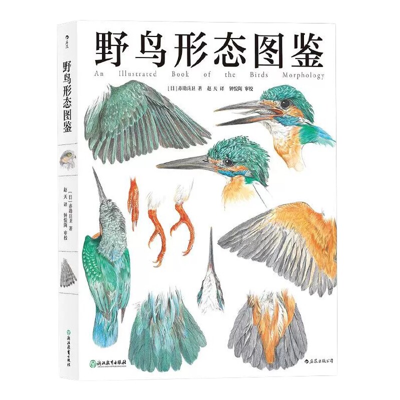野鸟形态图鉴观鸟图文记录