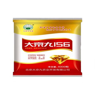 国审高产玉米种子 迪卡美系 大京九156 轴细大棒青贮籽粒通用玉米