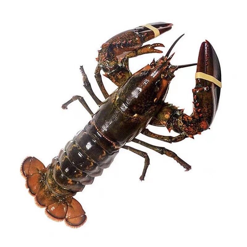 鲜活波士顿龙虾大龙虾海鲜波龙虾水产品顺丰包邮活体发货