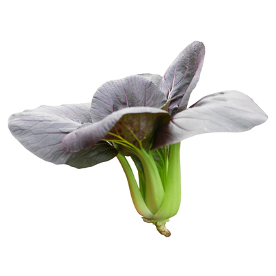 油菜种子上海南方四季