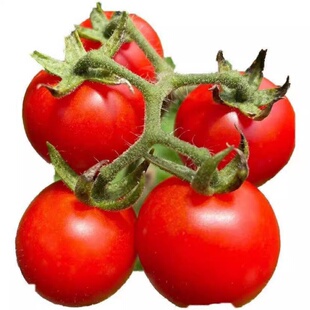 贵州广西野生水果小番茄种子小西红柿酸汤原料籽野生毛辣果新种子